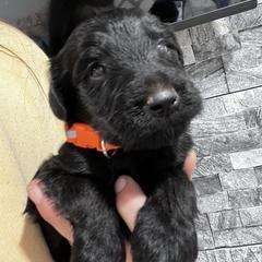 Puppy 7 - Black male Whoodle puppy in Corinth, Maine from Whoodles of Maine