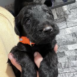 Puppy 7 - Black male Whoodle puppy in Corinth, Maine from Whoodles of Maine