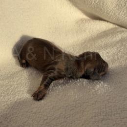 Boy 1 - Sable male Dachshund puppy in Brandon, Mississippi from A & N Kennels