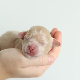 Light Pink - Apricot female Australian Labradoodle puppy in Williamstown, New York from Lewis Manor Labradoodles
