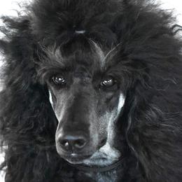 Savvy - Poodle