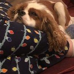 Rebel - Cavalier King Charles Spaniel