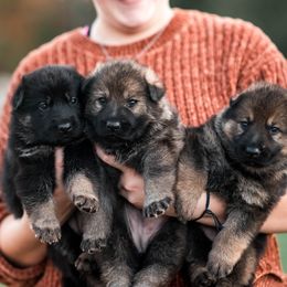 German Shepherd puppies from Vom Rindahaus Shepherds