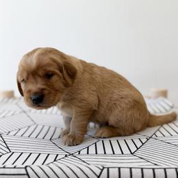 Francis - Dark Blue - Dark golden male Golden Retriever puppy in San Martin, California from Church Creek Retrievers