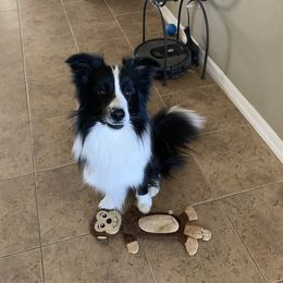 Storm - Border Collie