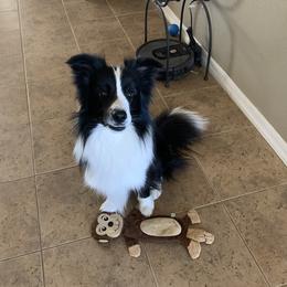 Storm - Border Collie