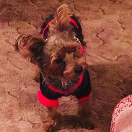 Yorkshire Terriers from Raider Breeds