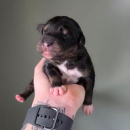 Boy 5 - Black tri-color male Australian Shepherd puppy in London, Kentucky from Kenmont Kennels