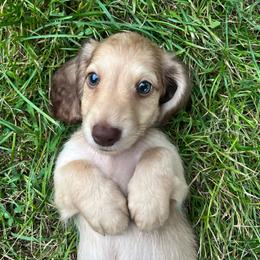 Chocolate shaded cream boy - Cream male Dachshund puppy in Ely, Iowa from Cedar River Mini Dachshunds