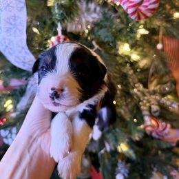 Light blue collar - Black tri-color male Australian Shepherd puppy in Quinlan, Texas from Murphy Ranch Australian Shepherds
