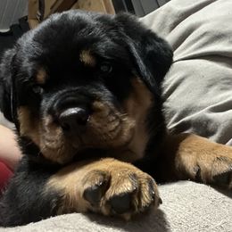 Rottweiler Puppies from CG Rottweilers