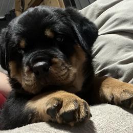 Rottweiler Puppies from CG Rottweilers