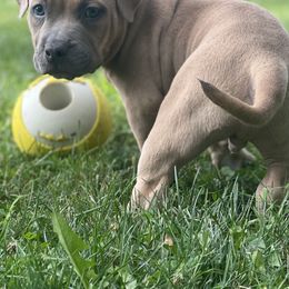 American Bullies from S.A.S. Buckeye Bullies
