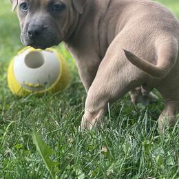 American Bullies from S.A.S. Buckeye Bullies