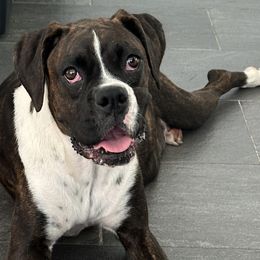 Remy - Boxer