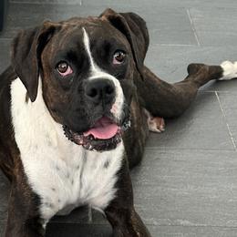 Remy - Boxer