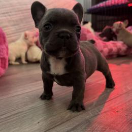 French Bulldog Puppies from The Frenchie Lady Co.