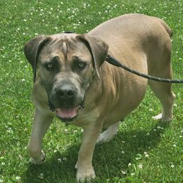 Polly - Boerboel