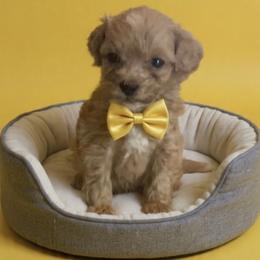 Rusty - Red  male Goldendoodle puppy in Cumberland, Rhode Island from minigoldendoodlesofRI