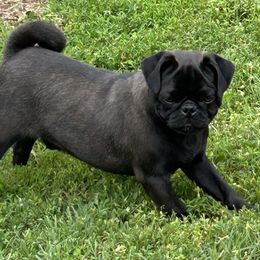 Tigger - Pug