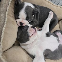 Boston Terrier Puppies from Aronow pups