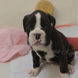 Australian Cattle Dog and Boxer Puppies from Wahachee Creek Kennel