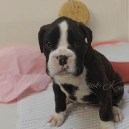 Australian Cattle Dog and Boxer Puppies from Wahachee Creek Kennel