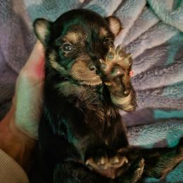 Latte - Black and tan female Chihuahua puppy in Williamsburg, Virginia from Chloe & Friends