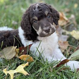 Poodle Puppies from Prodigy Farms Therapy Dogs