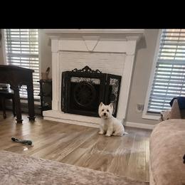 Winter - West Highland White Terrier