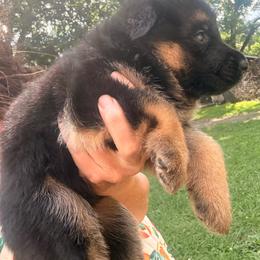 Girl 3 - Black and red female German Shepherd puppy in Carbondale, Kansas from Cunningham German Shepherds, LLC