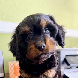 Boots - Black and tan male Cavapoo puppy in Cameron, South Carolina from Sassy Sailor & Company