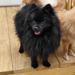 Blip - Pomeranian