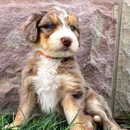 Waldo - Red merle Aussiedoodle puppy in Minersville, Utah from Utah Faith Doodles