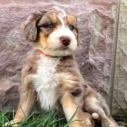 Waldo - Red merle Aussiedoodle puppy in Minersville, Utah from Utah Faith Doodles