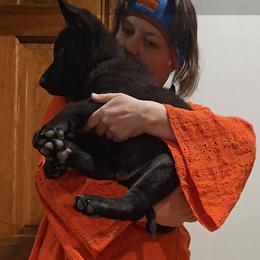 Boris Vom Haus Atreus - Black male German Shepherd puppy in Waldorf, Maryland from Haus Atreus German Shepherds