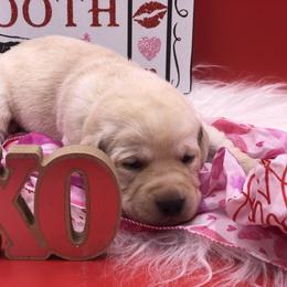 Labrador Retriever Puppies from Alley Rock Labradors
