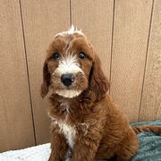 Peach - Red female Irish Doodle puppy in Bloomfield, Iowa from Schooley Doodles