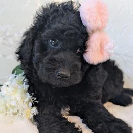 Goldendoodle and Shihpoo Puppies from Bellady's Shihpoos