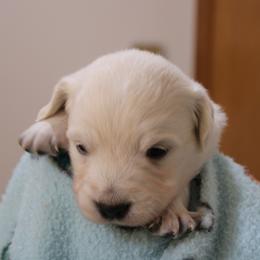 Girl 2 - Light golden female Golden Retriever puppy in Chehalis, Washington from Tradition Golden Retrievers