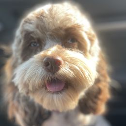 Cavapoos and Cockapoos from Faith, Hope, and Doodles