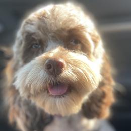 Cavapoos and Cockapoos from Faith, Hope, and Doodles