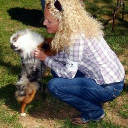Aussiedoodle, Miniature Australian Shepherd, and Toy Australian Shepherd All Grown Up from Lindsey’s Aussies