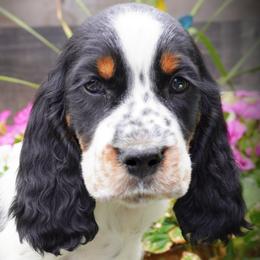 Boy 5 - Black white and tan male English Springer Spaniel puppy in Great Falls, Montana from Big Sky Springers