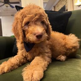 Benny - Apricot male Goldendoodle puppy in De Land, Florida from Rezapour Doodle Estate