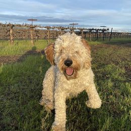 Kapha - Goldendoodle