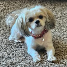Aurora Gale - Blenheim female Cavatzu puppy in Salt Lake City, Utah from Pulley Puppies