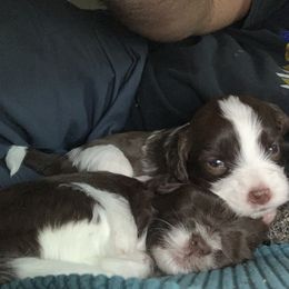 Havanese Puppies from Estelle's Havanese