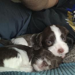 Havanese Puppies from Estelle's Havanese