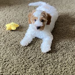 Juni - Goldendoodle